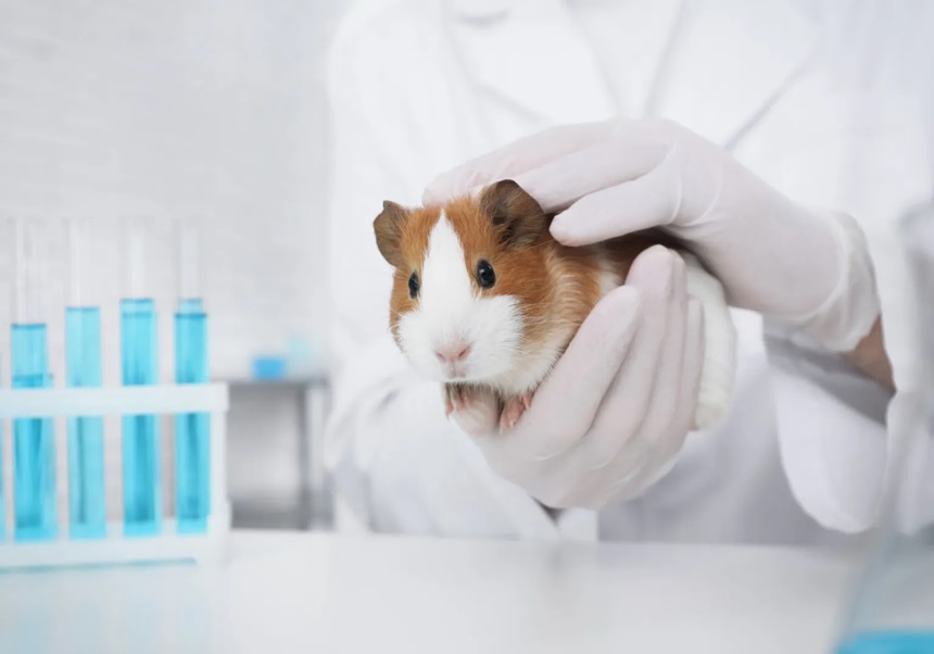 Hàmster en un laboratori